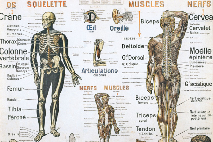 Les systèmes corporels - niveaux et structures du corps humain