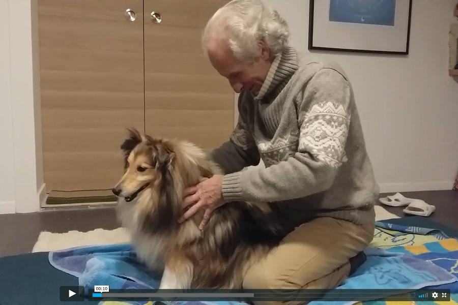 Vidéo de Shiatsu canin - © Bernard Bouheret Vidéo de Shiatsu canin - © Bernard Bouheret